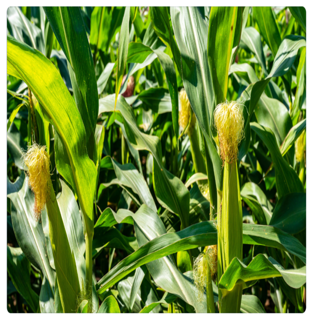 You are currently viewing The Ear, The Corn, and The Blade – Iseewa Brand Story